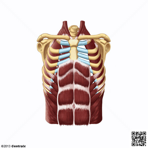 Abdomen