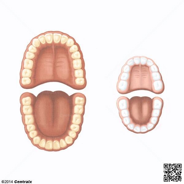 Arco Dental