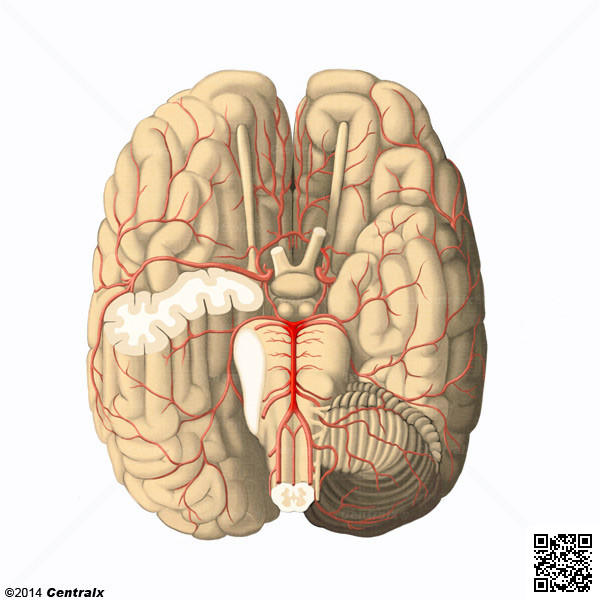 Arteria Basilar