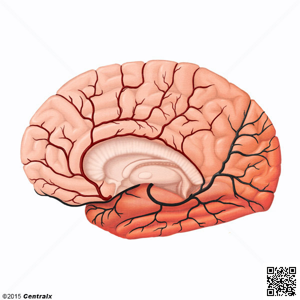 Arteria Cerebral Anterior