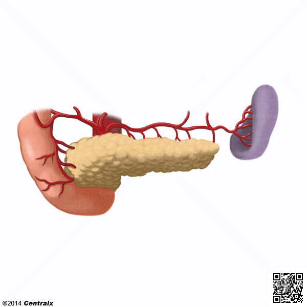 Arteria Esplnica