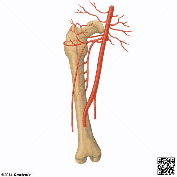 Arteria Femoral