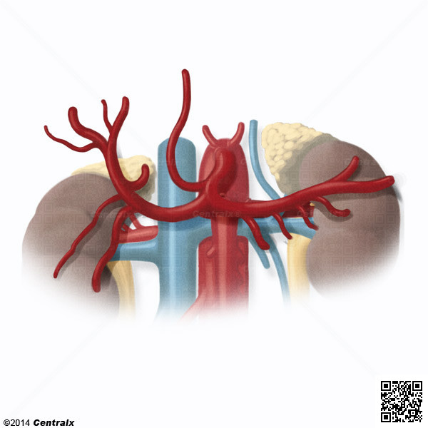 Arteria Heptica
