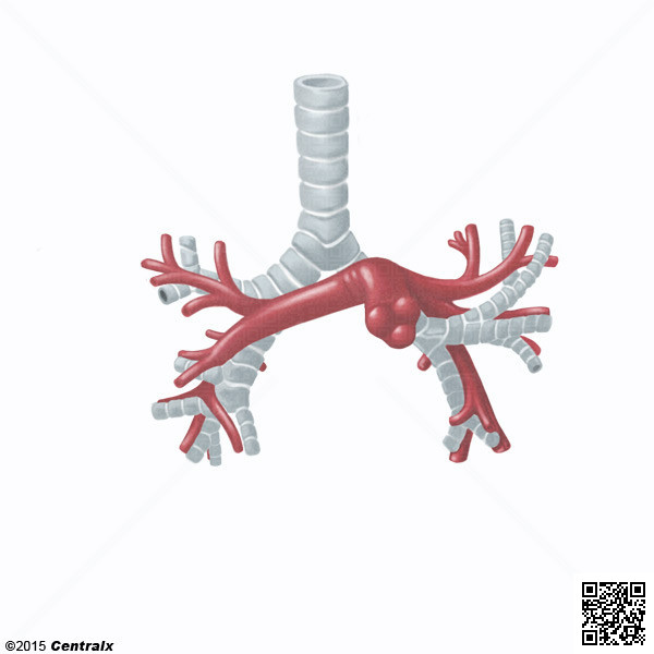 Arteria Pulmonar