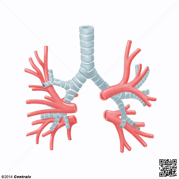 Arterias Bronquiales
