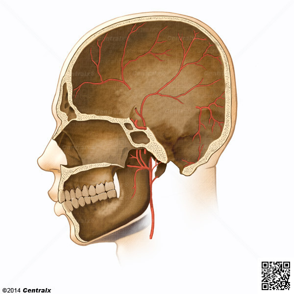 Arterias Menngeas