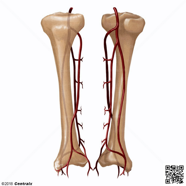 Arterias Tibiales