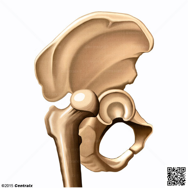 Articulacin de la Cadera