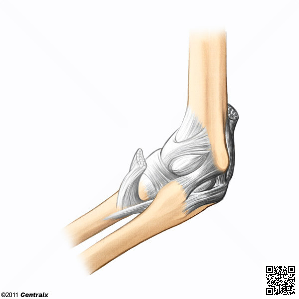 Articulacin del Codo