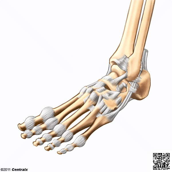 Articulacin del Tobillo