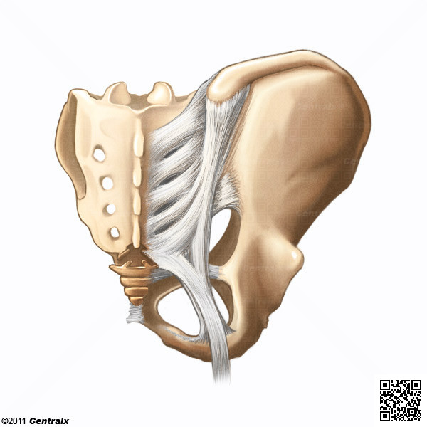 Articulacin Sacroiliaca