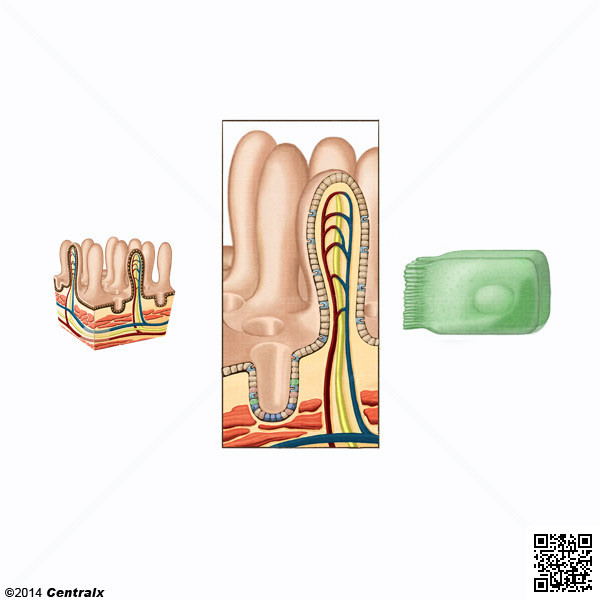 Clulas Enteroendocrinas