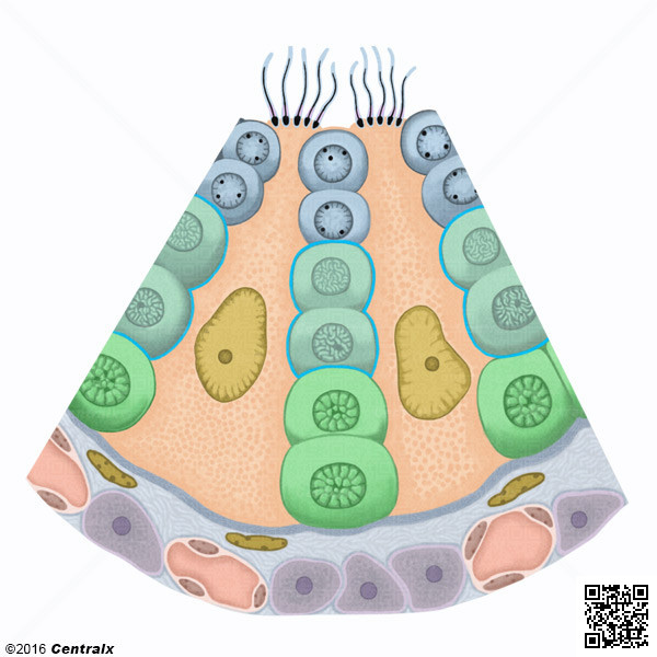 Espermatocitos