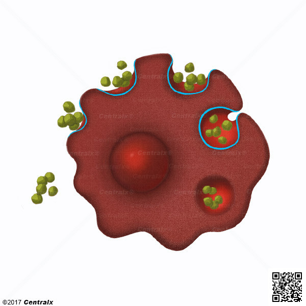 Invaginaciones Cubiertas de la Membrana Celular