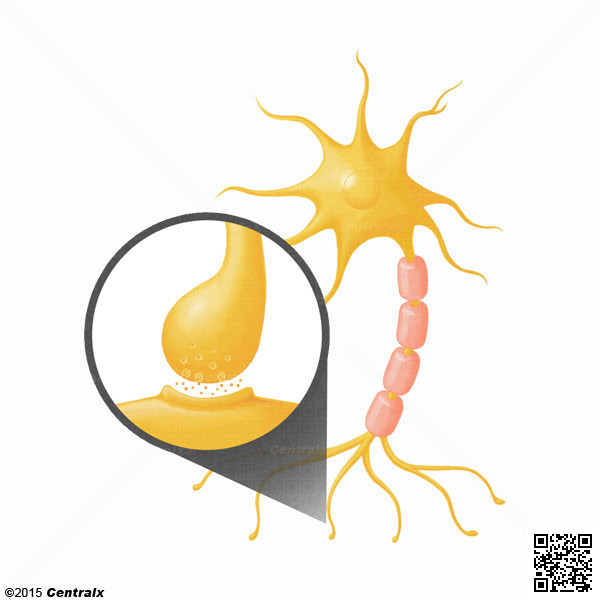 Unin Neuroefectora