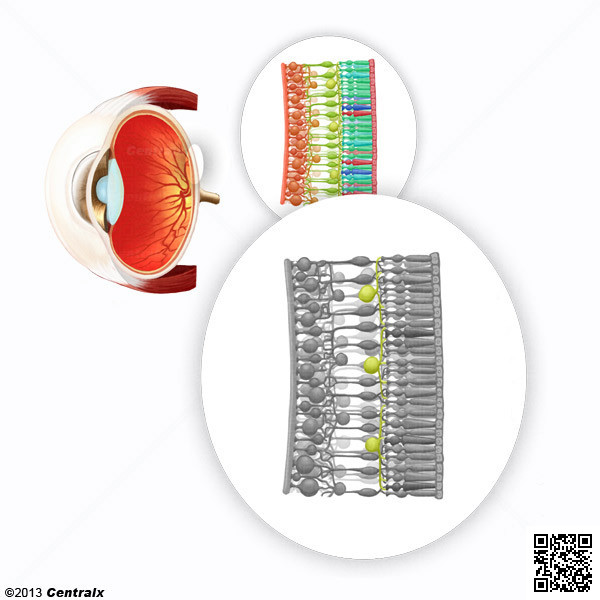 Clulas Horizontales de la Retina