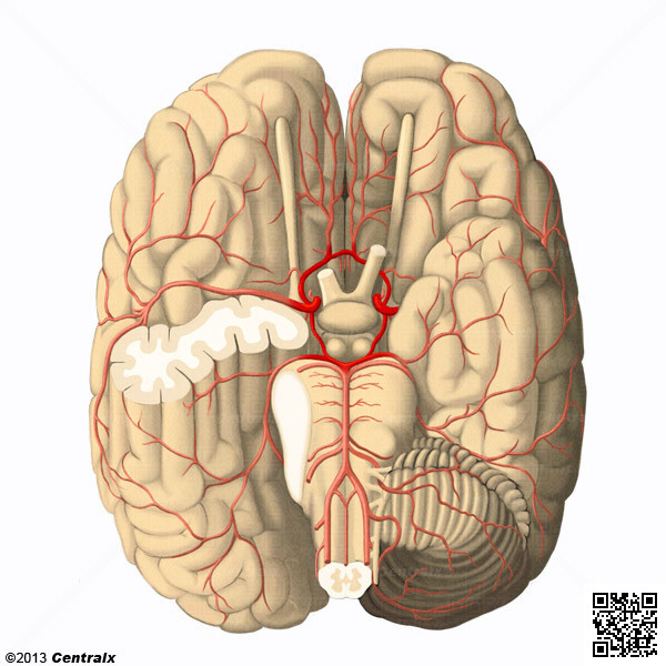 Crculo Arterial Cerebral