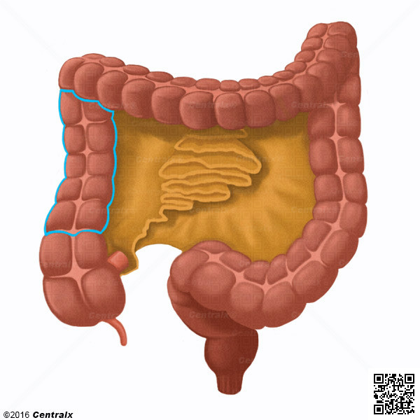 Colon Ascendente