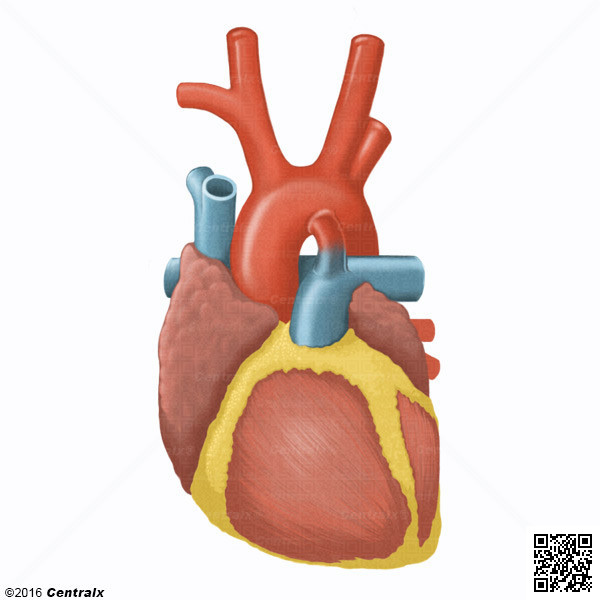 Conducto Arterial