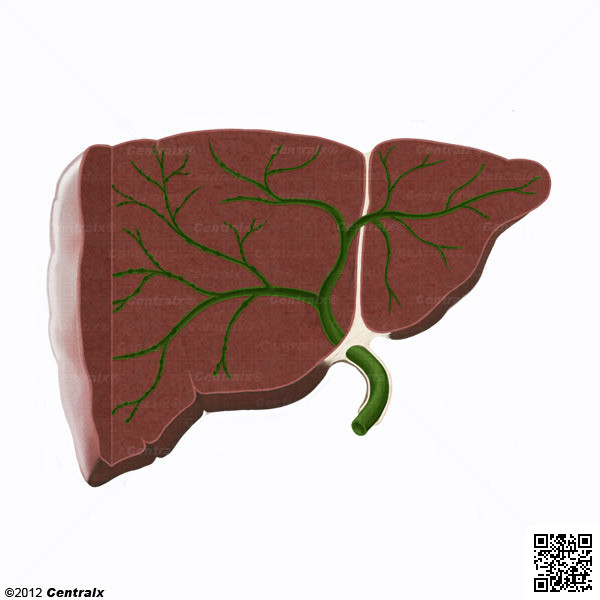 Conductos Biliares Intrahepticos