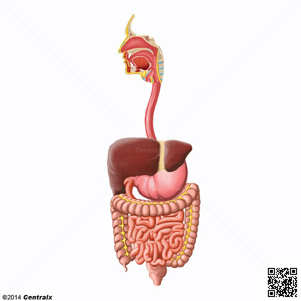 Contenido Digestivo