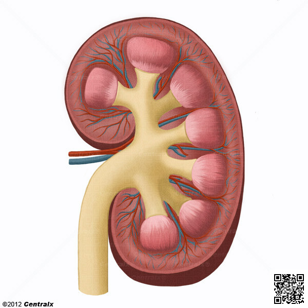 Corteza Renal