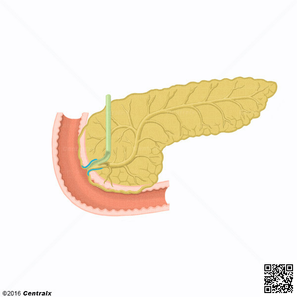 Esfnter de la Ampolla Hepatopancretica