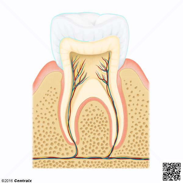 Esmalte Dental