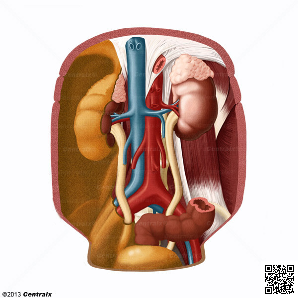 Espacio Retroperitoneal