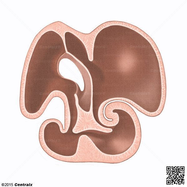 Cojinetes Endocrdicos