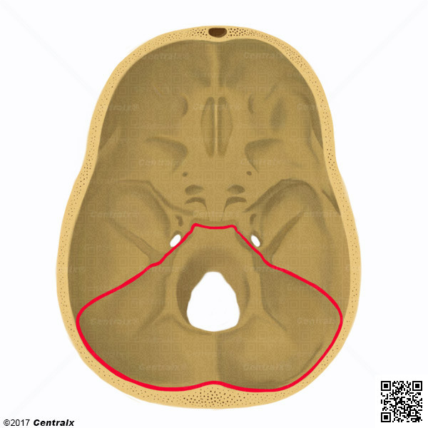 Fosa Craneal Posterior