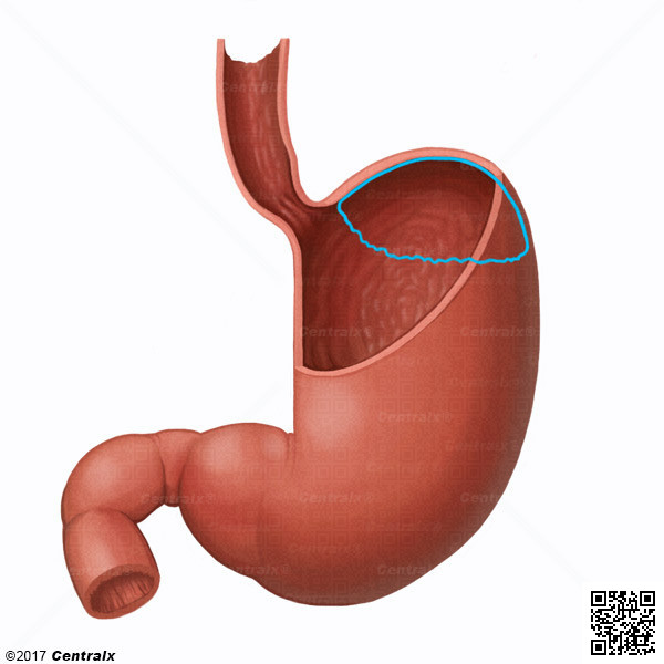 Fundus Gstrico