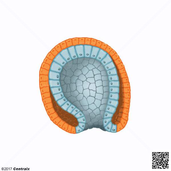 Gstrula