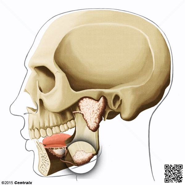 Glndula Submandibular