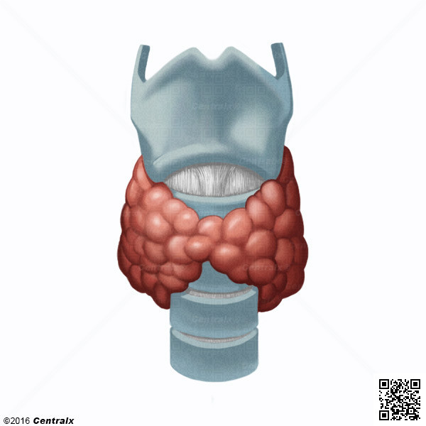 Glndula Tiroides