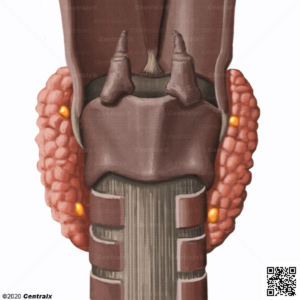 Glndulas Paratiroides