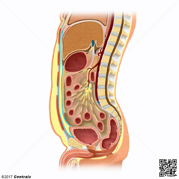 Grasa Intraabdominal