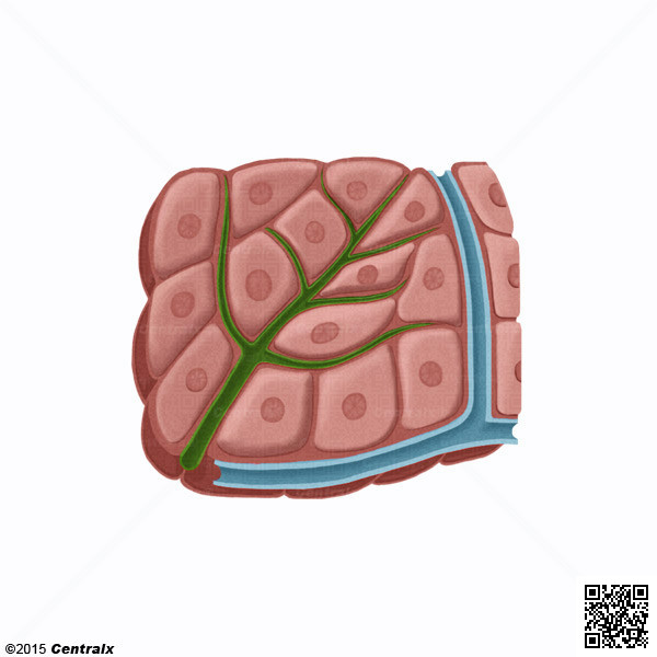 Hepatocitos