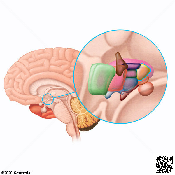 Hipotlamo Posterior