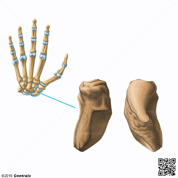 Hueso Escafoides
