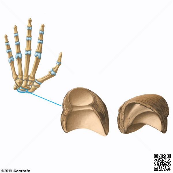 Hueso Semilunar