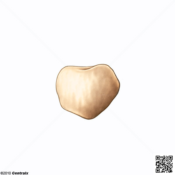 Sistema Urinrio - anatomia-urogenitalblogspotcom
