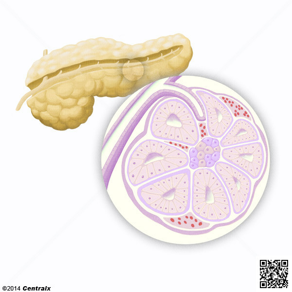 Islotes Pancreticos