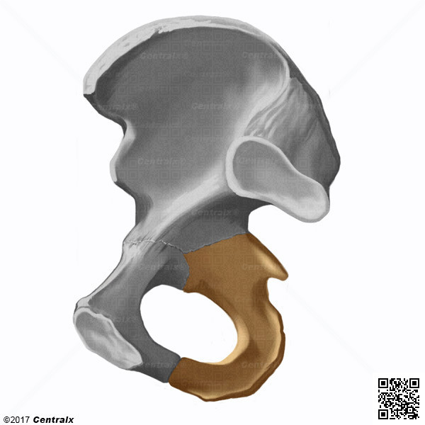Atlas of the Development of Man 2 - Urogenital - Embryology