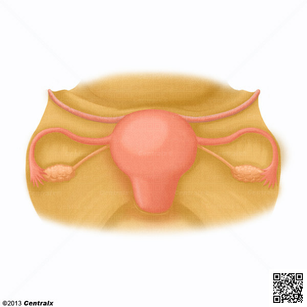 Ligamento Redondo