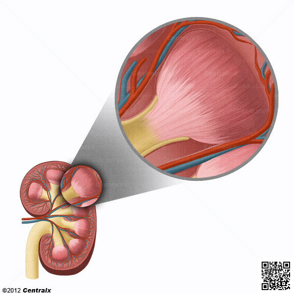 Mdula Renal