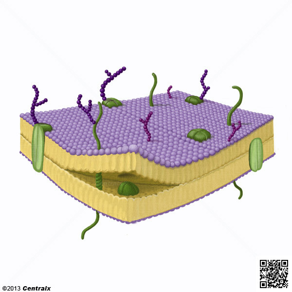 Membrana Celular