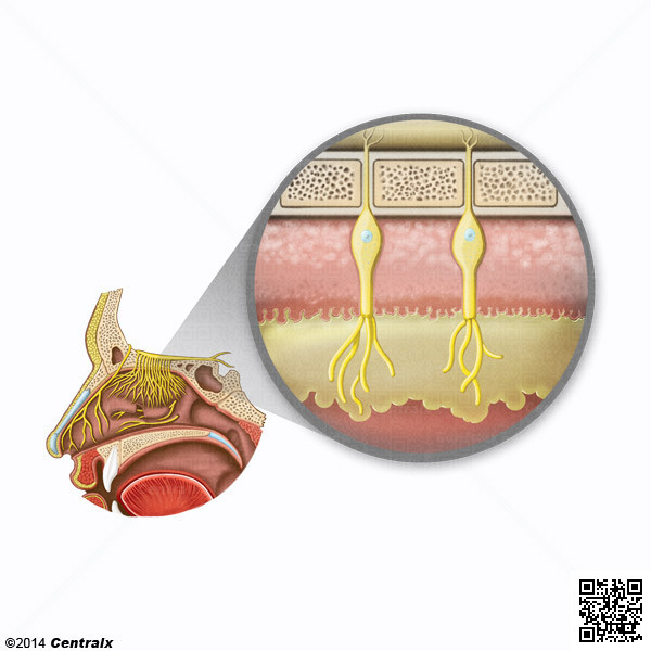 Membrana Mucosa