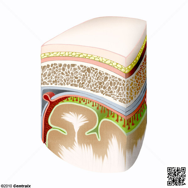 Meninges