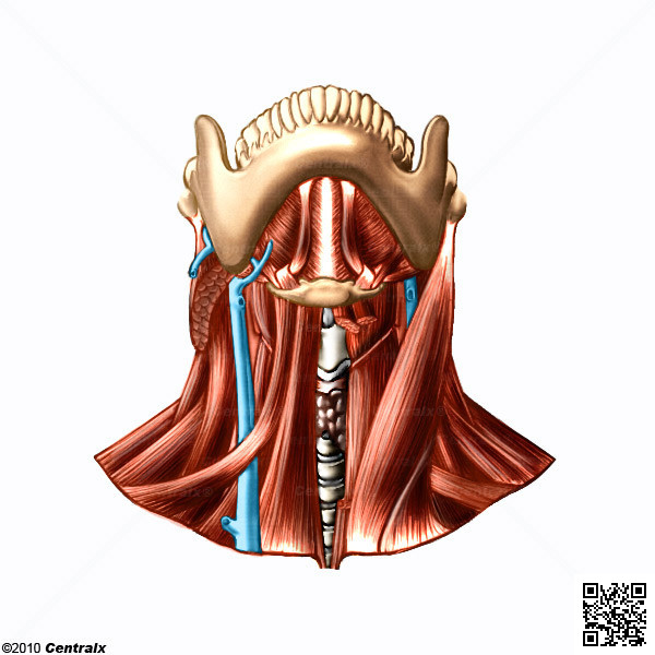Msculos del Cuello